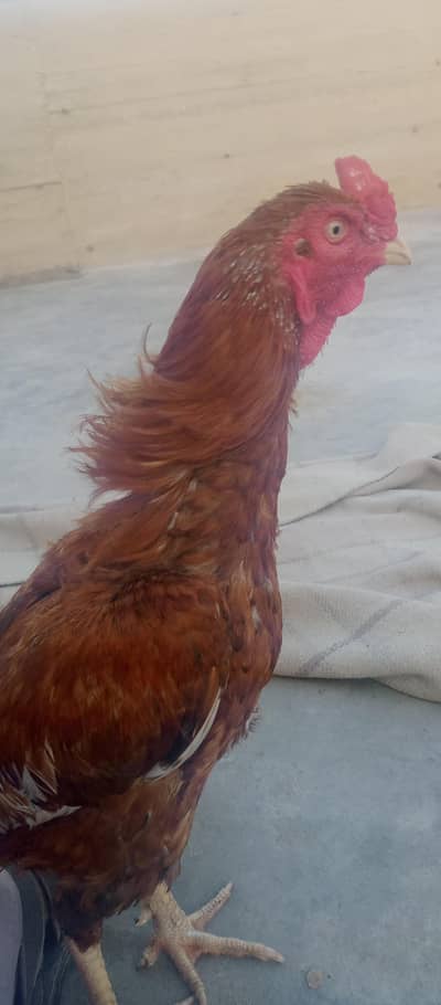 aseel peela murga