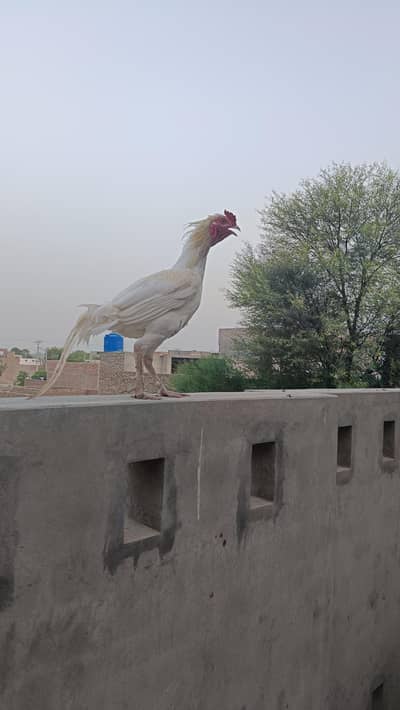 Sindhi Aseel Murga