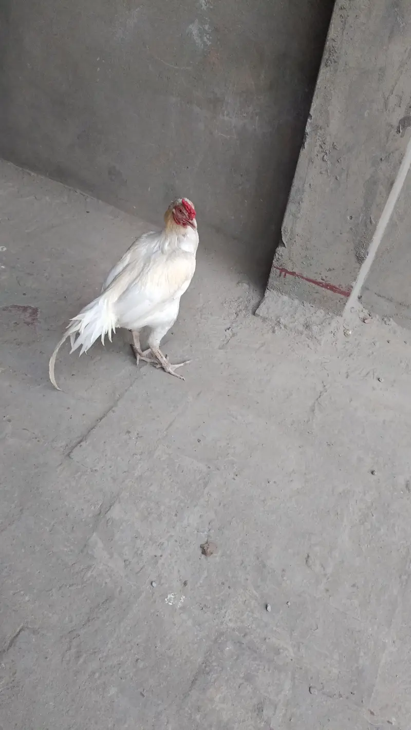 Sindhi Aseel Murga — photo 2