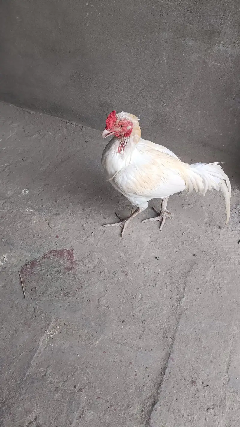 Sindhi Aseel Murga — photo 3
