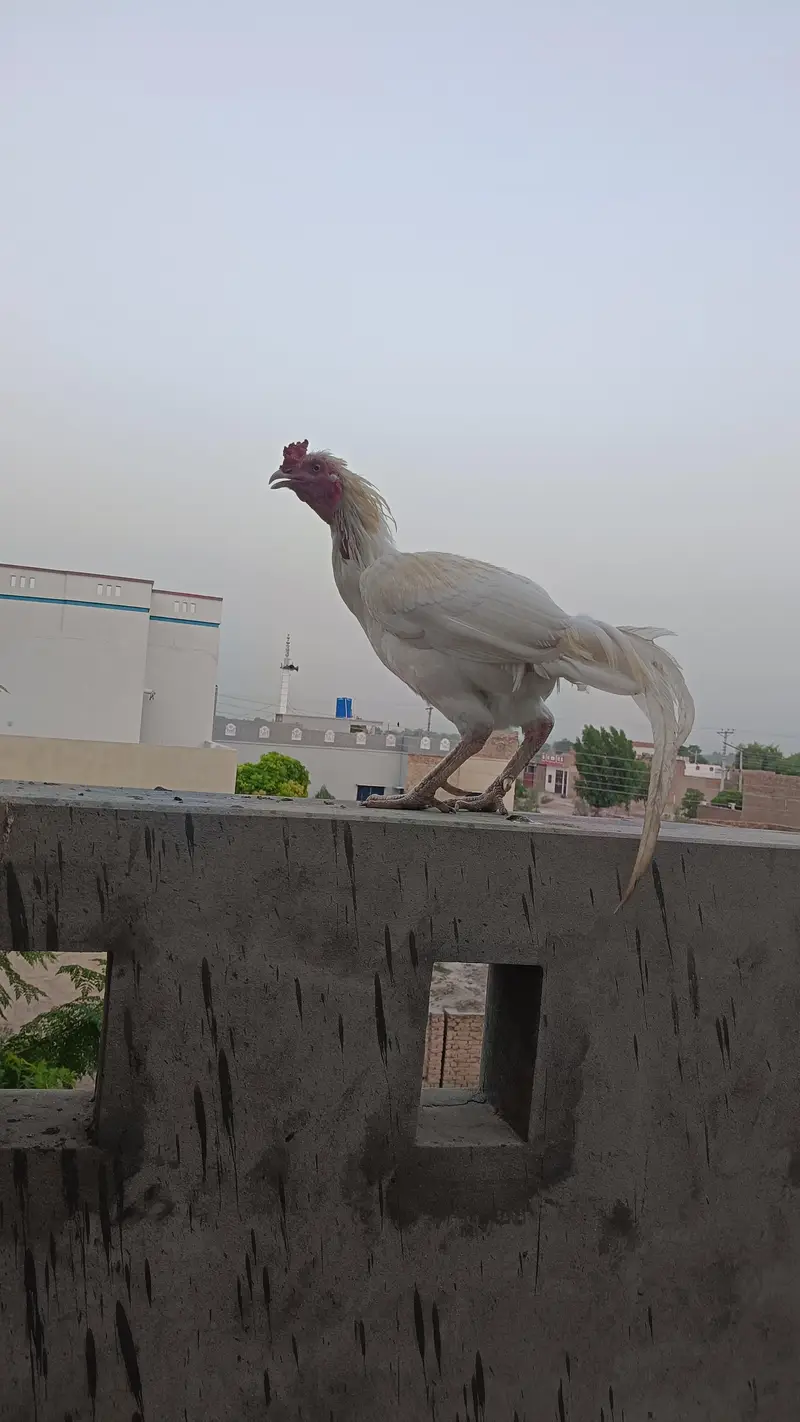 Sindhi Aseel Murga — photo 4