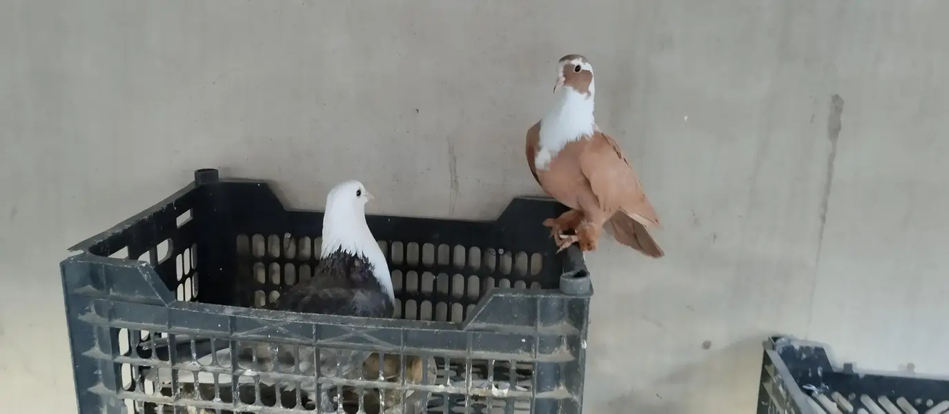 karbalai 3 breeding pairs , 5 single adults. — photo 2