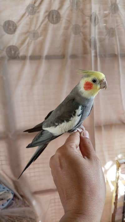 cockatiel