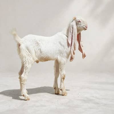 Top quality Gulabi Bakra healthy and vaccinated