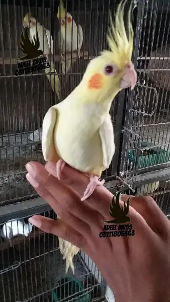 Hand tame cocktail — photo 2