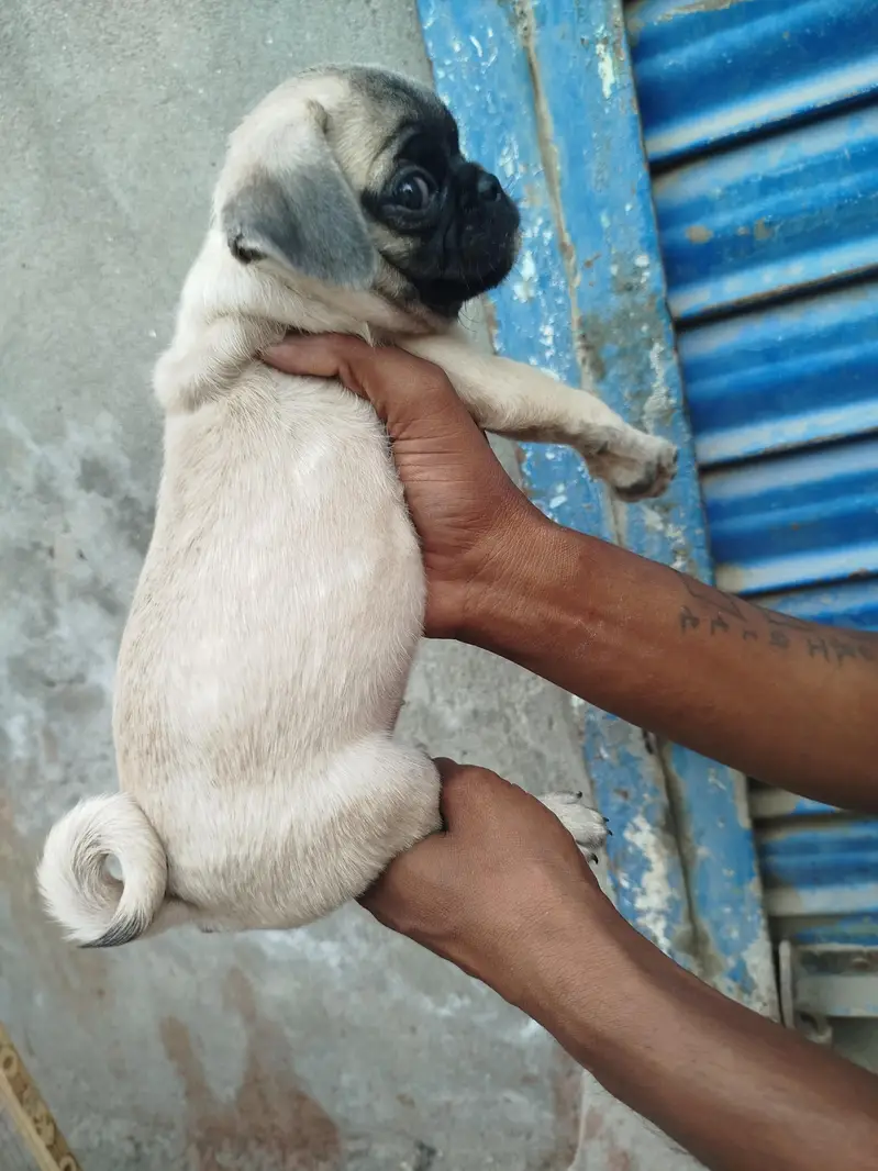 Top Notch Quality Pug Puppies Non pedigree — photo 7