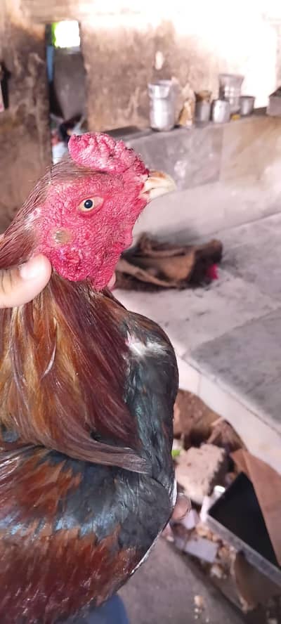 HIGH QULITY ASEEL BIRD