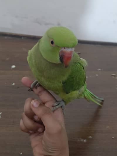 we want sell taking parrots couple