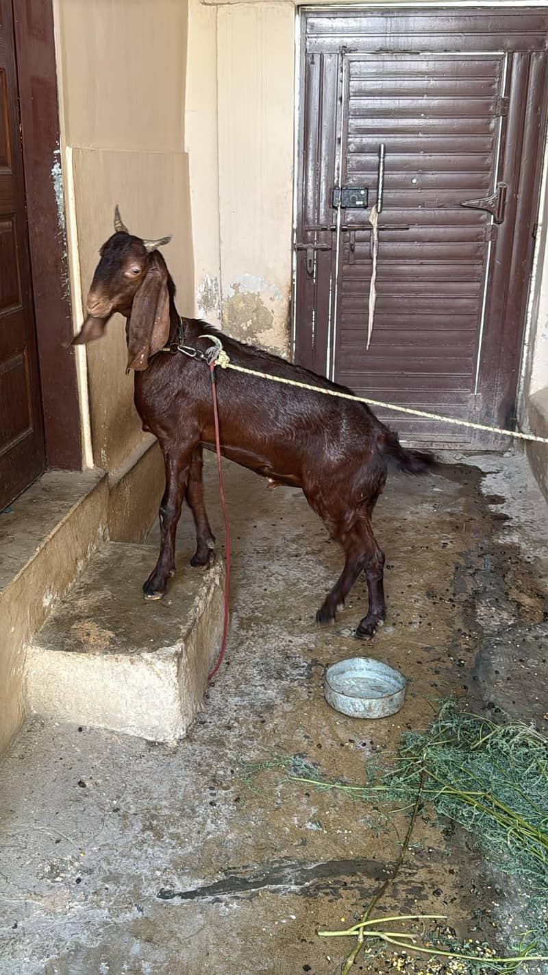 Bakra bara-e-frokht 0