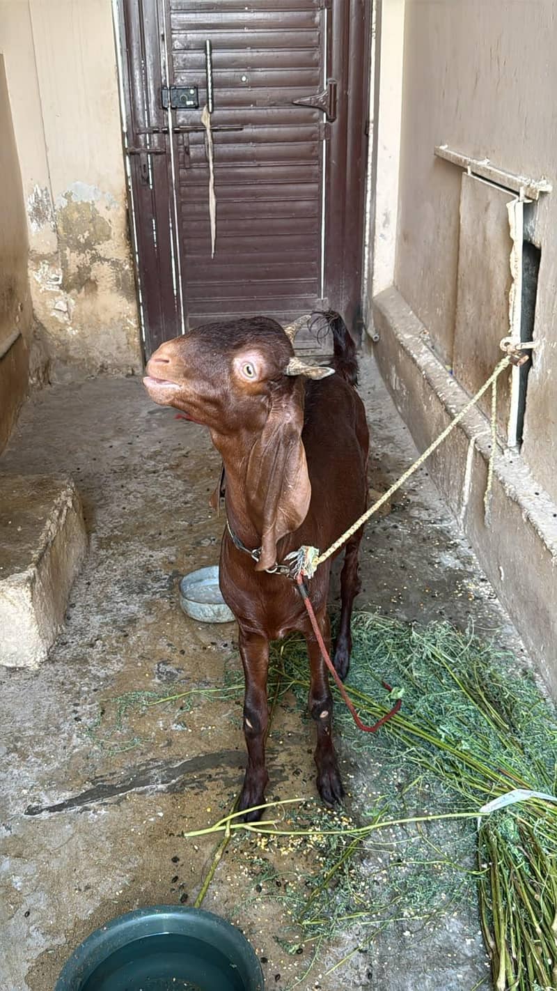 Bakra bara-e-frokht 1
