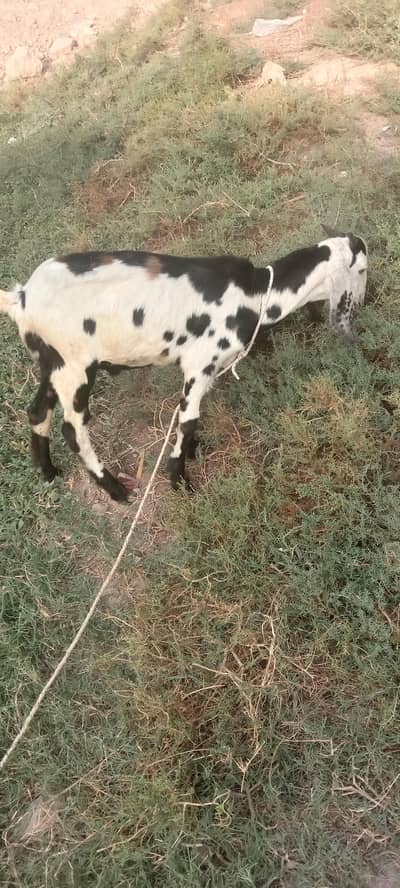 khoubsourt male qurbani k laiy