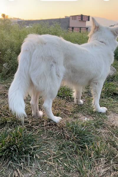 Russian Dogs