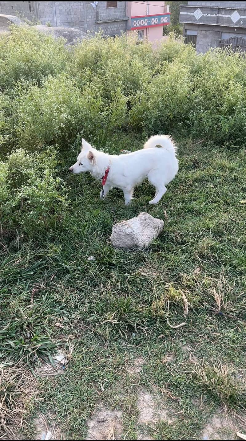 Russian Dogs 1