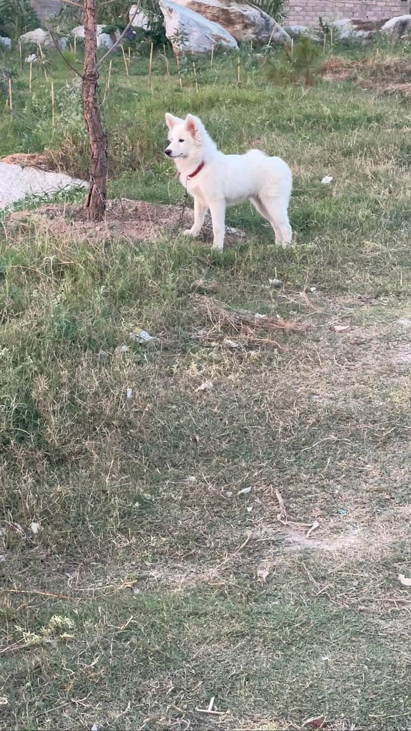 Russian Dogs 2