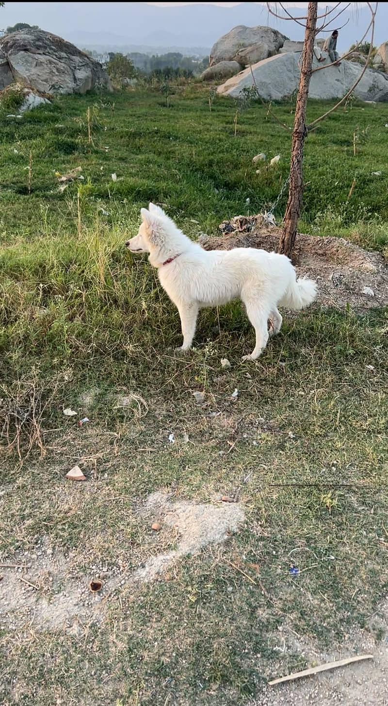 Russian Dogs 3