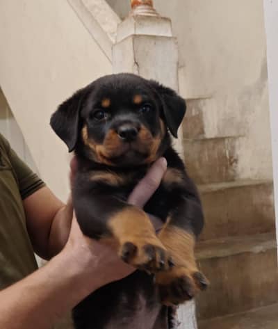 rottweiler puppy