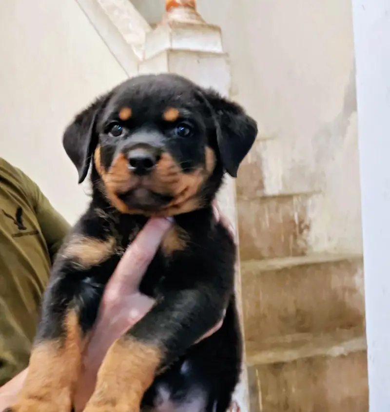 rottweiler puppy — photo 2