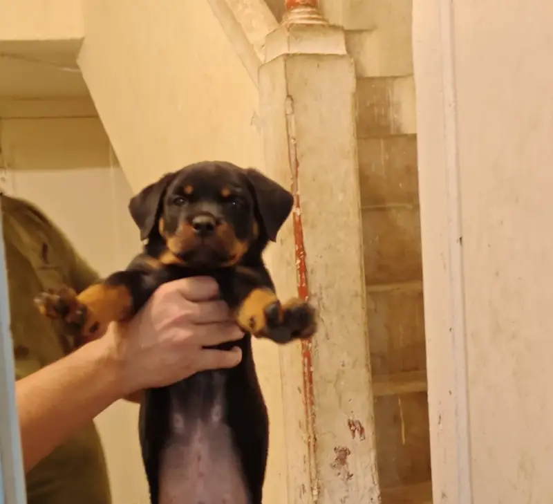 rottweiler puppy — photo 3