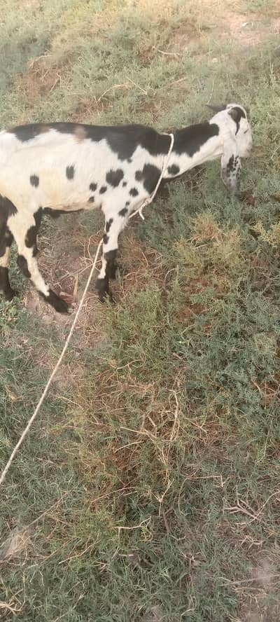 Bakra for sale
