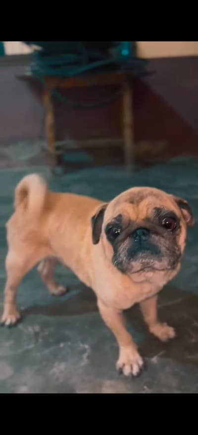 pug dog male urgent sale