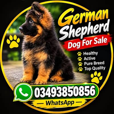 German shepherd puppie vaccinated available
