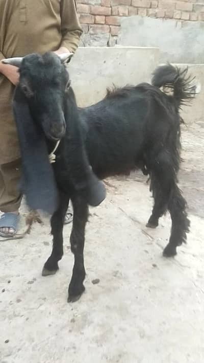 Dasi Bakry healthy and active age about to 4 month