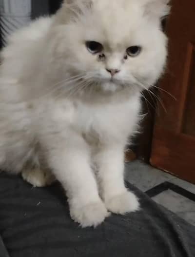 high quality persian cat white pair
