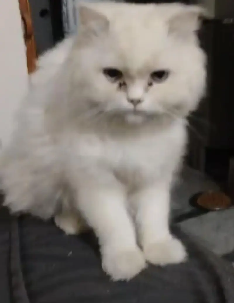 high quality persian cat white pair — photo 2