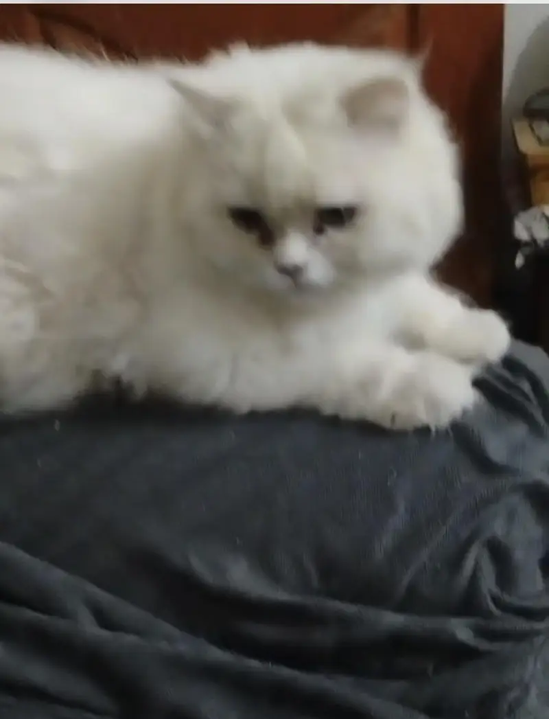 high quality persian cat white pair — photo 3
