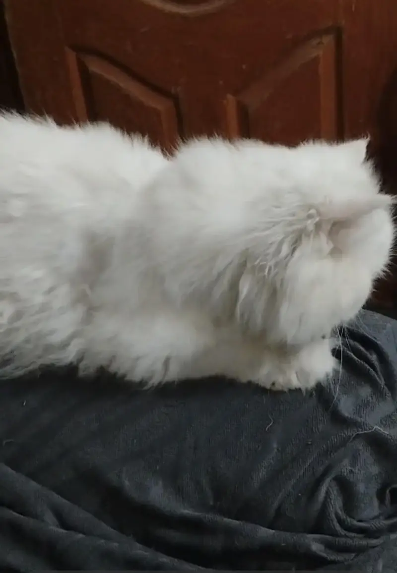 high quality persian cat white pair — photo 4