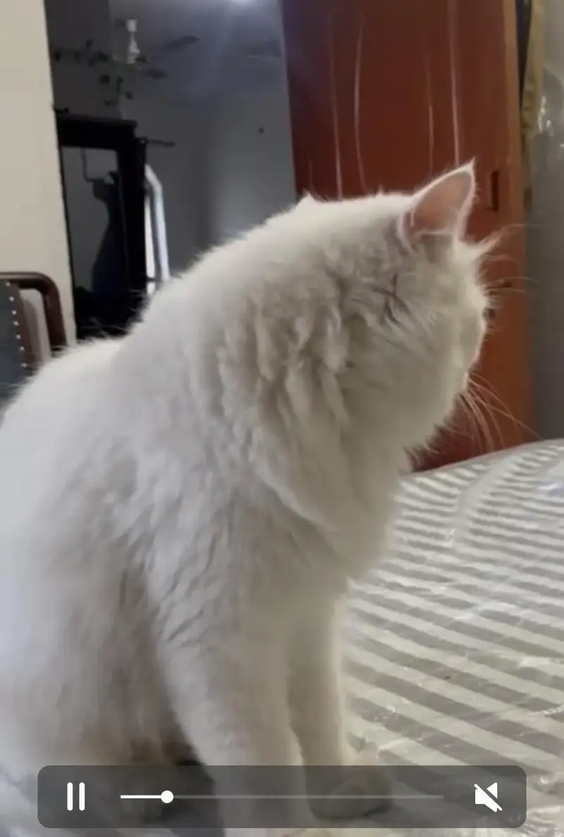 high quality persian cat white pair — photo 5