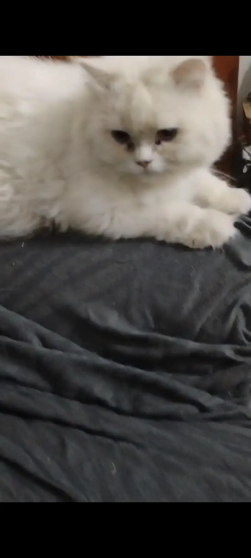 high quality persian cat white pair — photo 6