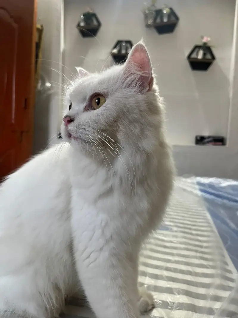 high quality persian cat white pair — photo 7