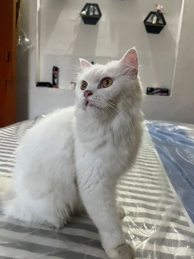 high quality persian cat white pair — photo 8