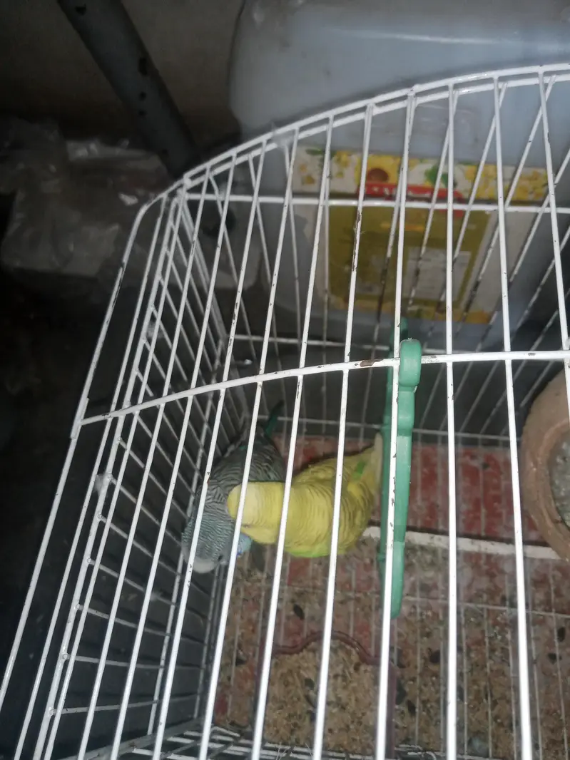 Australian Budgies Pair with Cage - Healthy & Active — photo 7