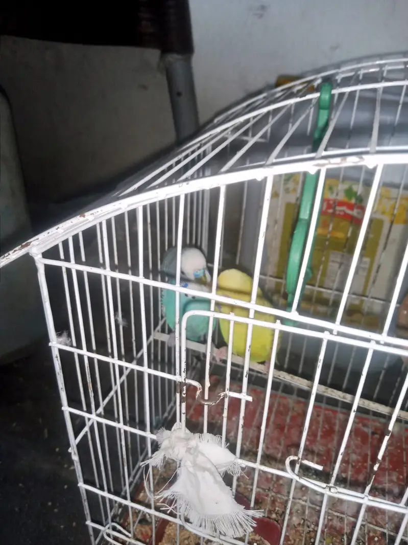 Australian Budgies Pair with Cage - Healthy & Active — photo 9