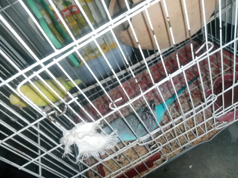 Australian Budgies Pair with Cage - Healthy & Active — photo 12