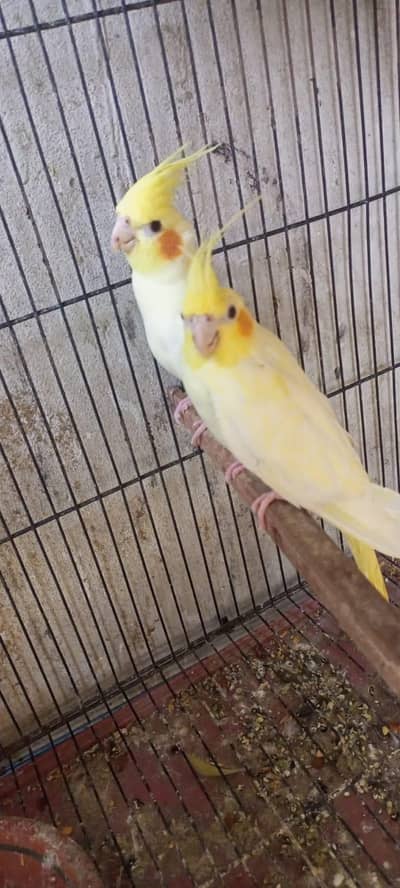 common white breeder pair available