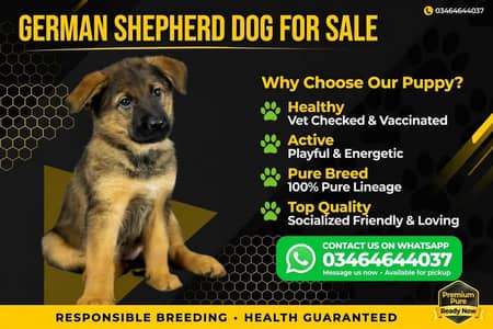 German Shepherd long coat puppies for sale