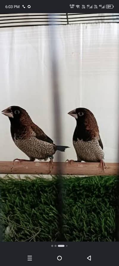 Euro Finch bird for sale