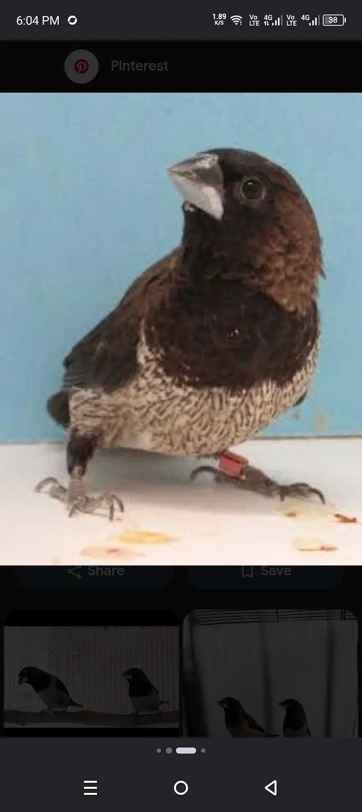 Euro Finch bird for sale — photo 2
