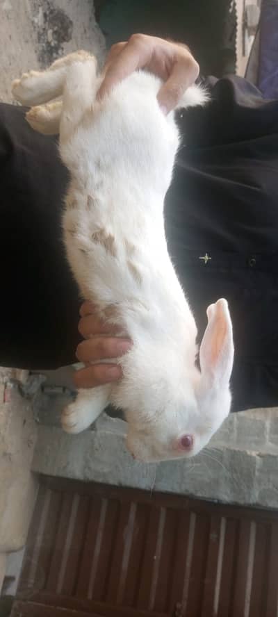 New Zealand white big breeder male