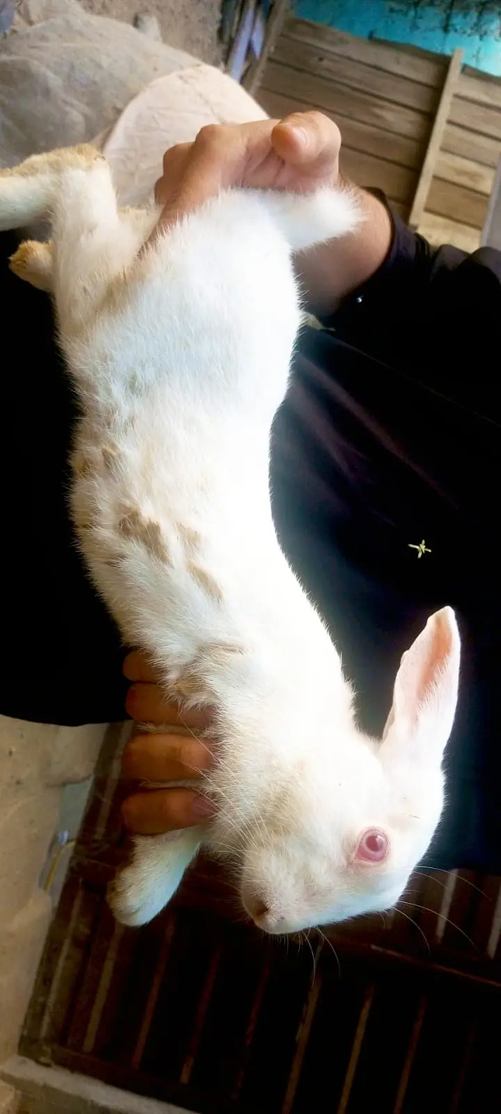 New Zealand white big breeder male — photo 2