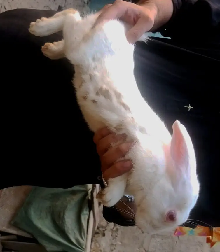New Zealand white big breeder male — photo 3