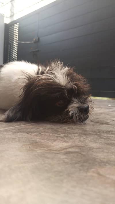 poodle x shitzu