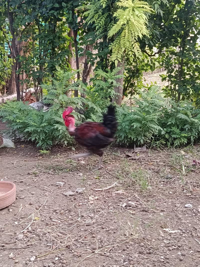 Desi Murgha 0