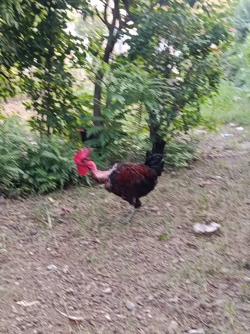 Desi Murgha 1