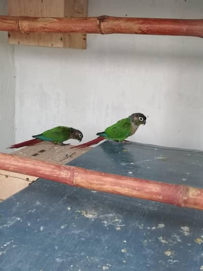 for sale 3 pair only call 03705635443.03105231011