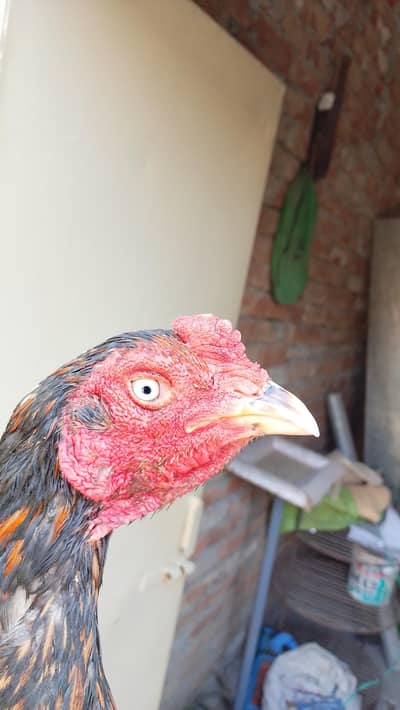 Aseel high quality male full Active Urgent sale