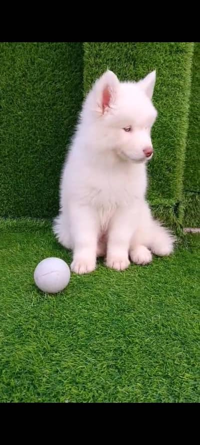 husky puppy dog for sale triple court contact number 0341=0720=347=
